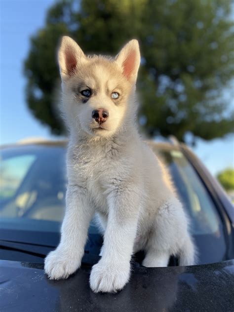 Miniature husky for sale - Key Takeaways. The Miniature Husky is a smaller version of the Siberian Husky breed, developed by breeder Bree Normandin through selective …